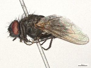  ( - BIOUG48931-H05)  @11 [ ] CreativeCommons - Attribution (2024) CBG Photography Group Centre for Biodiversity Genomics