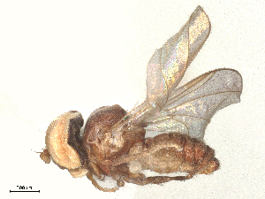  ( - BIOUG49220-F11)  @11 [ ] CreativeCommons - Attribution Share - Alike (2025) CBG Photography Group Centre for Biodiversity Genomics
