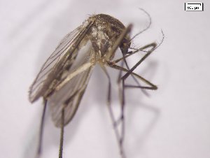  (Aedes crinifer - MPMDP A06)  @11 [ ] No Rights Reserved  Unspecified Unspecified