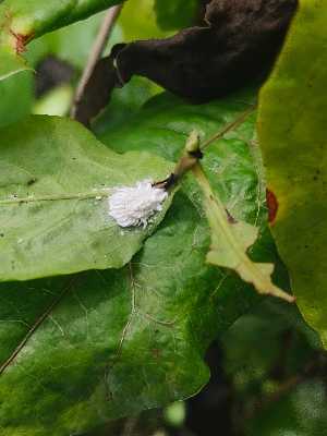  ( - IEKOD)  @11 [ ] copyright (2025) Hisana Jabeen Kerala Agricultural University