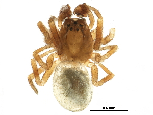  ( - BIOUG14304-C03)  @14 [ ] CreativeCommons - Attribution (2016) CBG Photography Group Centre for Biodiversity Genomics