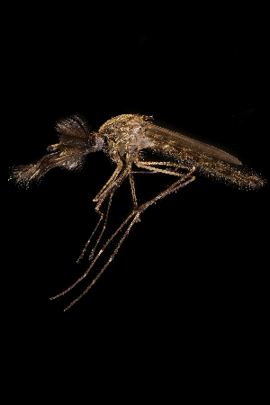  (Aedes caballus - AED18.4)  @11 [ ] CreativeCommons  Attribution Non-Commercial No Derivatives (2021) Liezl Whitehead University of the Free State