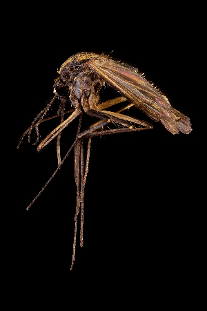  (Aedes unidentatus - AED8.30)  @11 [ ] CreativeCommons  Attribution Non-Commercial No Derivatives (2021) Liezl Whitehead University of the Free State