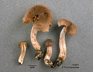  ( - MQ19-YL4111-CMMF020703)  @11 [ ] CreativeCommons - Attribution Non-Commercial No Derivatives (2009) Yves Lamoureux Universite de Montreal, Biodiversity Center