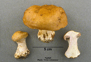  ( - MQ19-YL4125-CMMF020706)  @11 [ ] CreativeCommons - Attribution Non-Commercial No Derivatives (2009) Yves Lamoureux Universite de Montreal, Biodiversity Center