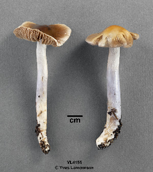  ( - MQ19-YL4155-CMMF020710)  @11 [ ] CreativeCommons - Attribution Non-Commercial No Derivatives (2010) Yves Lamoureux Universite de Montreal, Biodiversity Center