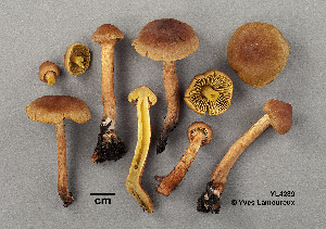  ( - MQ19-YL4289-CMMF020722)  @11 [ ] CreativeCommons - Attribution Non-Commercial No Derivatives (2014) Yves Lamoureux Universite de Montreal, Biodiversity Center