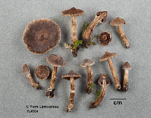  (Cortinarius flexipes IV - MQ19-YL4354-CMMF020736)  @11 [ ] CreativeCommons - Attribution Non-Commercial No Derivatives (2017) Yves Lamoureux Universite de Montreal, Biodiversity Center