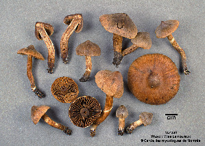  ( - MQ19-YL4380-CMMF020749)  @11 [ ] CreativeCommons - Attribution Non-Commercial No Derivatives (2017) Yves Lamoureux Universite de Montreal, Biodiversity Center