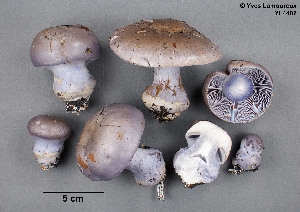 ( - MQ19-YL4402)  @11 [ ] CreativeCommons - Attribution Non-Commercial No Derivatives (2018) Yves Lamoureux Universite de Montreal, Biodiversity Center