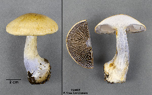  ( - MQ19-YL4405)  @11 [ ] CreativeCommons - Attribution Non-Commercial No Derivatives (2018) Yves Lamoureux Universite de Montreal, Biodiversity Center