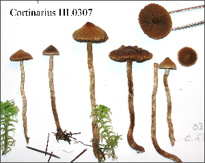  (Cortinarius aff. subparvannulatus - MQ18-HL0307-QFB29997)  @11 [ ] Copyright (2008) Herman Lambert Unspecified