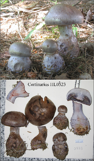  (Cortinarius violaceorubens - MQ18-HL0523-QFB29999)  @11 [ ] Copyright (2009) Herman Lambert Unspecified