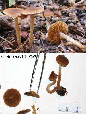  (Cortinarius sp. IUMQ3604 Obtusus - MQ18-HL0567-QFB30001)  @11 [ ] Copyright (2009) Herman Lambert Unspecified
