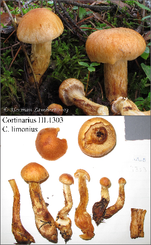  (Cortinarius neocallisteus - MQ18-HL1303-QFB30040)  @11 [ ] Copyright (2013) Herman Lambert Unspecified