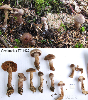  (Cortinarius aff. serratissimus - MQ18-HL1422-QFB30065)  @11 [ ] Copyright (2015) Herman Lambert Unspecified