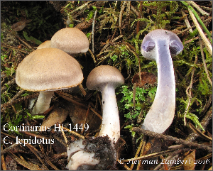  (Cortinarius sp. IUMQ3640 Anomali - MQ18-HL1449-QFB30070)  @11 [ ] Copyright (2015) Herman Lambert Unspecified