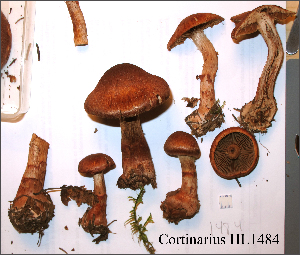  ( - MQ18-HL1484)  @11 [ ] Copyright (2016) Herman Lambert Unspecified
