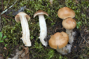  (Cortinarius illuminus - MQ19-HRL2757-QFB31030)  @11 [ ] Copyright (2018) Renée Lebeuf Unspecified