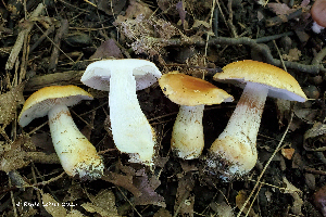  ( - MQ25a-HRL4973)  @11 [ ] (bc-nc) (2025) Renee Lebeuf Unspecified