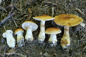  ( - MQ25a-HRL4973)  @11 [ ] (bc-nc) (2025) Renee Lebeuf Unspecified