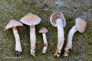  ( - MQ25a-HRL4978)  @11 [ ] (bc-nc) (2025) Renee Lebeuf Unspecified