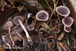  ( - MQ25a-HRL5001)  @11 [ ] (bc-nc) (2025) Renee Lebeuf Unspecified