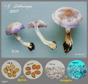  (Cortinarius iodes - MQ24-RPL30576-CMMF27259)  @11 [ ] by-nc (2007) Jacqueline Labrecque Unspecified