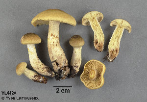  (Cortinarius olivaceosquamosus - MQ22-YL4420-CMMF24815)  @11 [ ] Copyright (c) (2020) Yves Lamoureux Unspecified