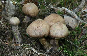  ( - MQ19-PAT-CMMF020679)  @11 [ ] Copyright (2013) Patrick Poitras Mycoquebec