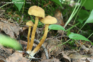  ( - MQ19-PAT-CMMF020675)  @11 [ ] Copyright (2013) Patrick Poitras Mycoquebec
