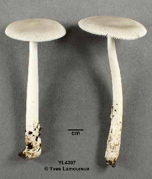  ( - MQ21-YL4307)  @11 [ ] CreativeCommons - Attribution Share-Alike (2021) Unspecified Cercle des Mycologues de Montreal Fungarium
