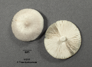  ( - MQ21-YL4307)  @11 [ ] CreativeCommons - Attribution Share-Alike (2021) Unspecified Cercle des Mycologues de Montreal Fungarium