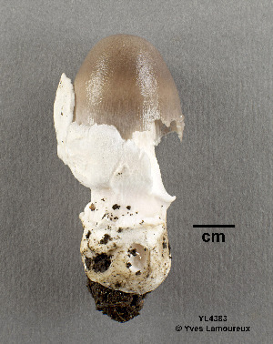  ( - MQ21-YL4307)  @11 [ ] CreativeCommons - Attribution Share-Alike (2021) Unspecified Cercle des Mycologues de Montreal Fungarium