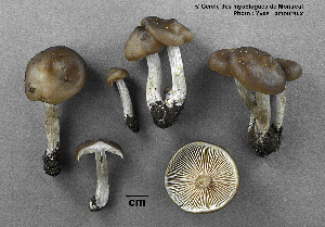  (Entoloma aprile - MQ21-YL3596)  @11 [ ] CreativeCommons - Attribution Share-Alike (2021) Unspecified Cercle des Mycologues de Montreal Fungarium