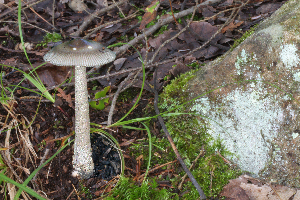  ( - MQ21-CMMF005521)  @11 [ ] Copyright (2020) Unspecified Cercle des Mycologues de Montreal Fungarium
