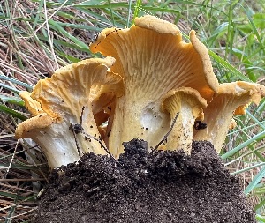  (Cantharellus camphoratus - MQ24-CG2572-CMMF27272)  @11 [ ] bc-nc (2023) Chantal Gauthier Unspecified