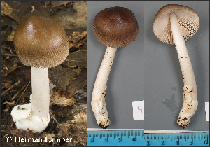  (Amanita sp - MQ23-HL189A)  @11 [ ] copyright (c) (2022) Herman Lambert Unspecified