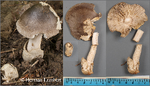  ( - MQ23-HL194A)  @11 [ ] copyright (c) (2022) Herman Lambert Unspecified