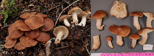  (Lyophyllum decastes - MQ24-HL1998)  @11 [ ] bc-nc (2023) Herman_Lambert Unspecified