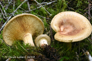  (Paxillus involutus - MQ24a-HRL4603)  @11 [ ] (bc-nc) (2024) Renee Lebeuf Unspecified