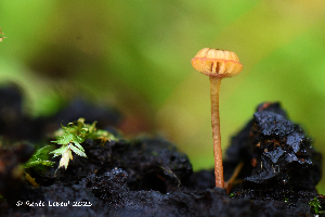  ( - MQ25a-HRL4805)  @11 [ ] (bc-nc) (2025) Renee Lebeuf Unspecified