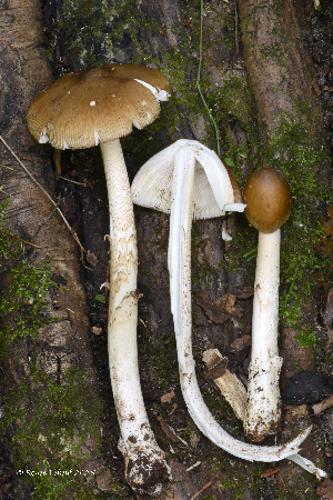  ( - MQ25a-HRL4811)  @11 [ ] (bc-nc) (2025) Renee Lebeuf Unspecified