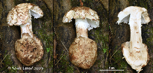  ( - MQ25a-HRL4812)  @11 [ ] (bc-nc) (2025) Renee Lebeuf Unspecified