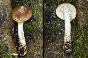  (Amanita submaculata - MQ25a-HRL4813)  @11 [ ] (bc-nc) (2025) Renee Lebeuf Unspecified