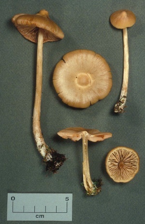  (Entoloma strictius - MQ25a-CMMF000147)  @11 [ ] (bc-nc) (1988) Yves Lamoureux CMMF