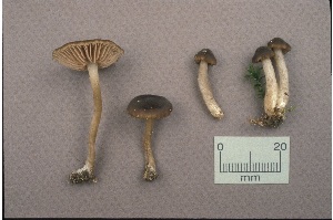  ( - MQ25a-CMMF000936)  @11 [ ] (bc-nc) (1990) Yves Lamoureux CMMF