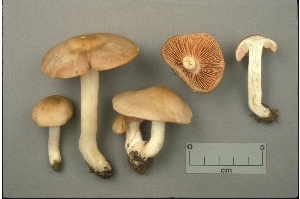  (Entoloma fragile - MQ25a-CMMF000944)  @11 [ ] (bc-nc) (1990) Yves Lamoureux CMMF