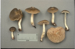  (Entoloma murinum - MQ25a-CMMF000956)  @11 [ ] (bc-nc) (1990) Yves Lamoureux CMMF