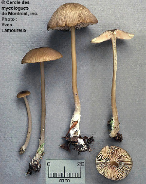  ( - MQ25a-CMMF001042)  @11 [ ] (bc-nc) (1990) Yves Lamoureux CMMF